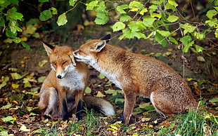 two fox surrounded by plants